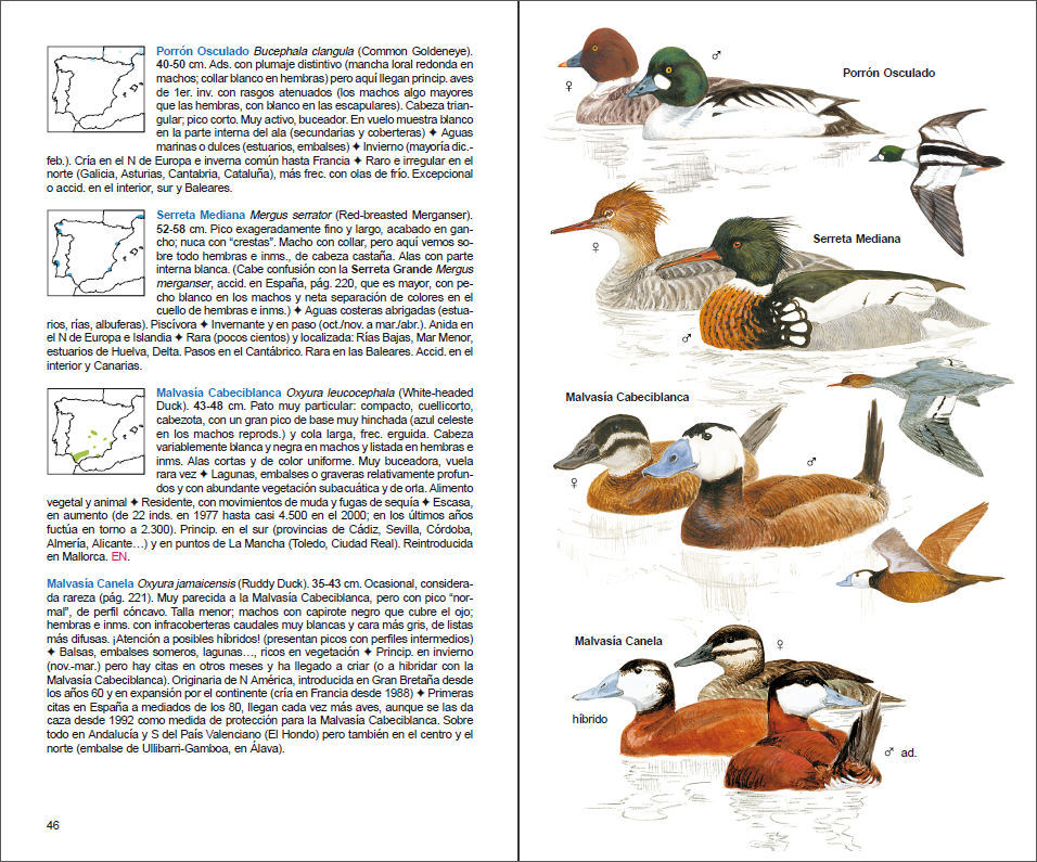 Sample page of Aves de España Aves de España sample page
